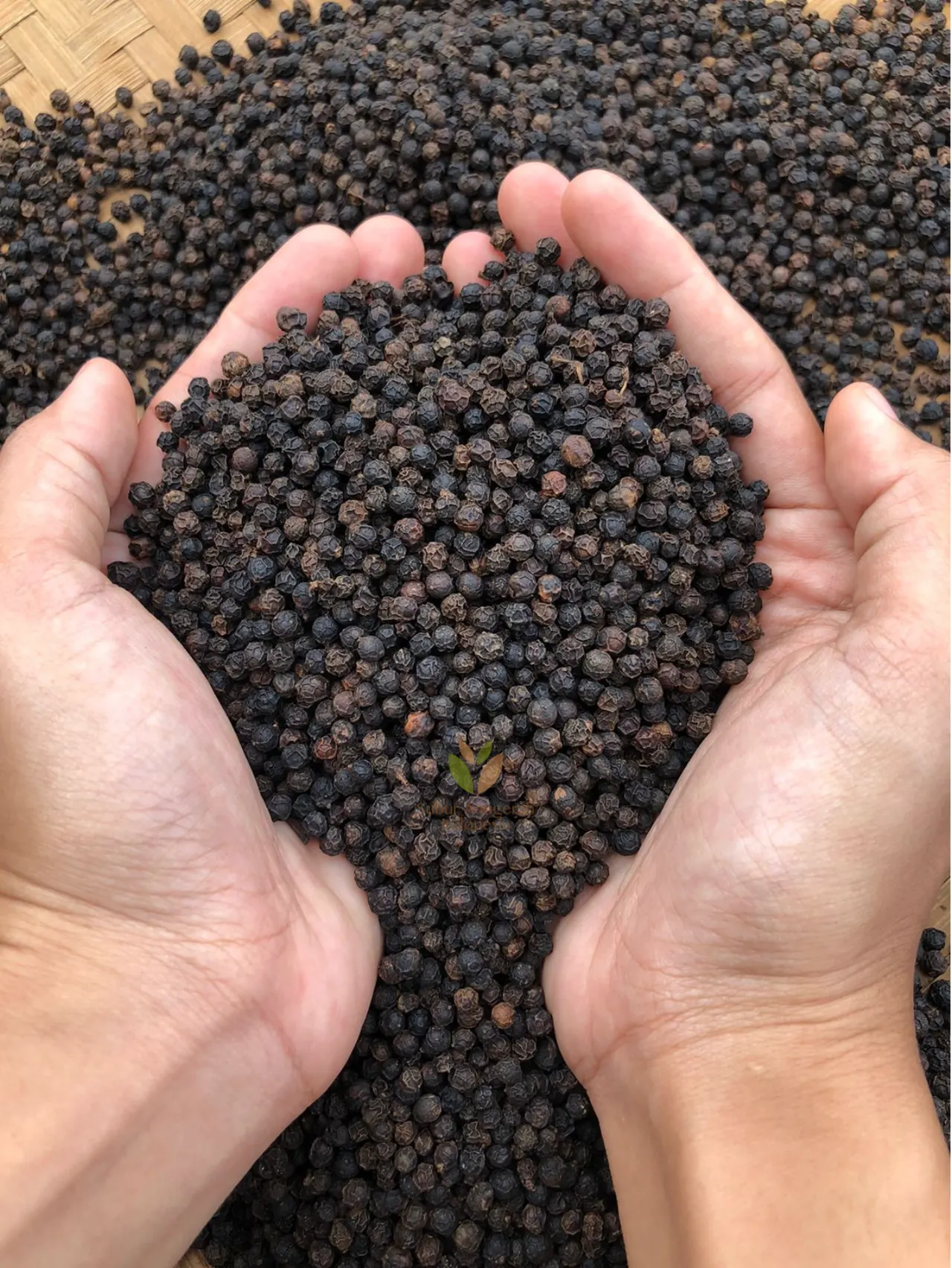 Black Pepper (4)