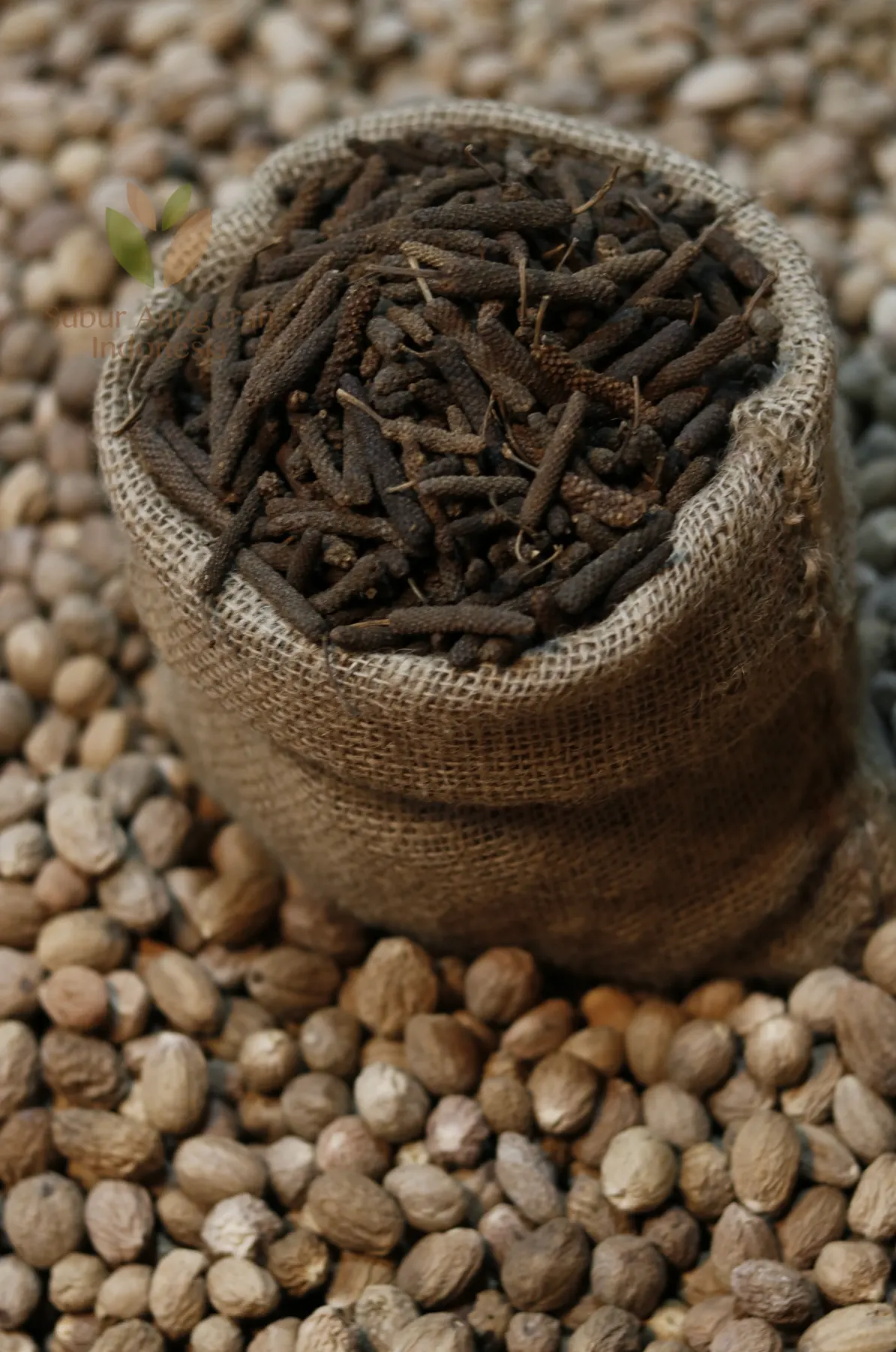 Cabe Jawa (3)