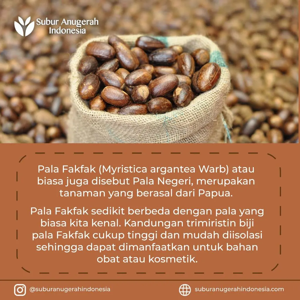 Long Nutmeg With Shell (2)