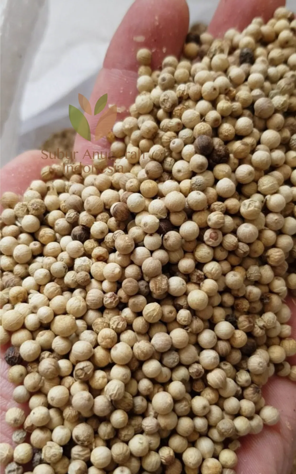 白胡椒（标准级及文岛白胡椒） (4)