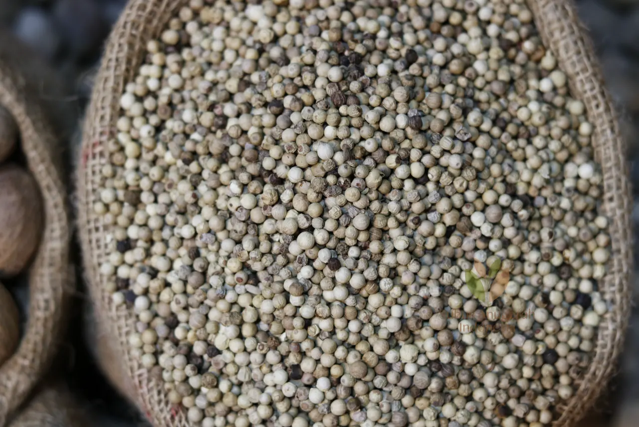 白胡椒（标准级及文岛白胡椒） (6)