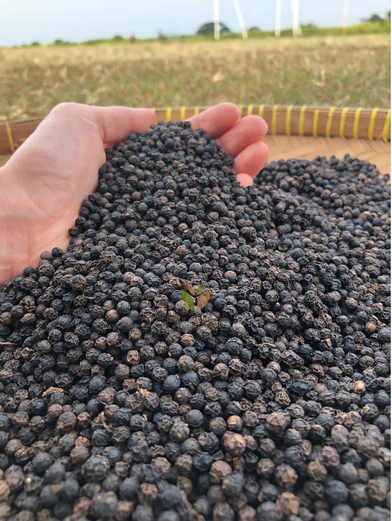Black Pepper (3)