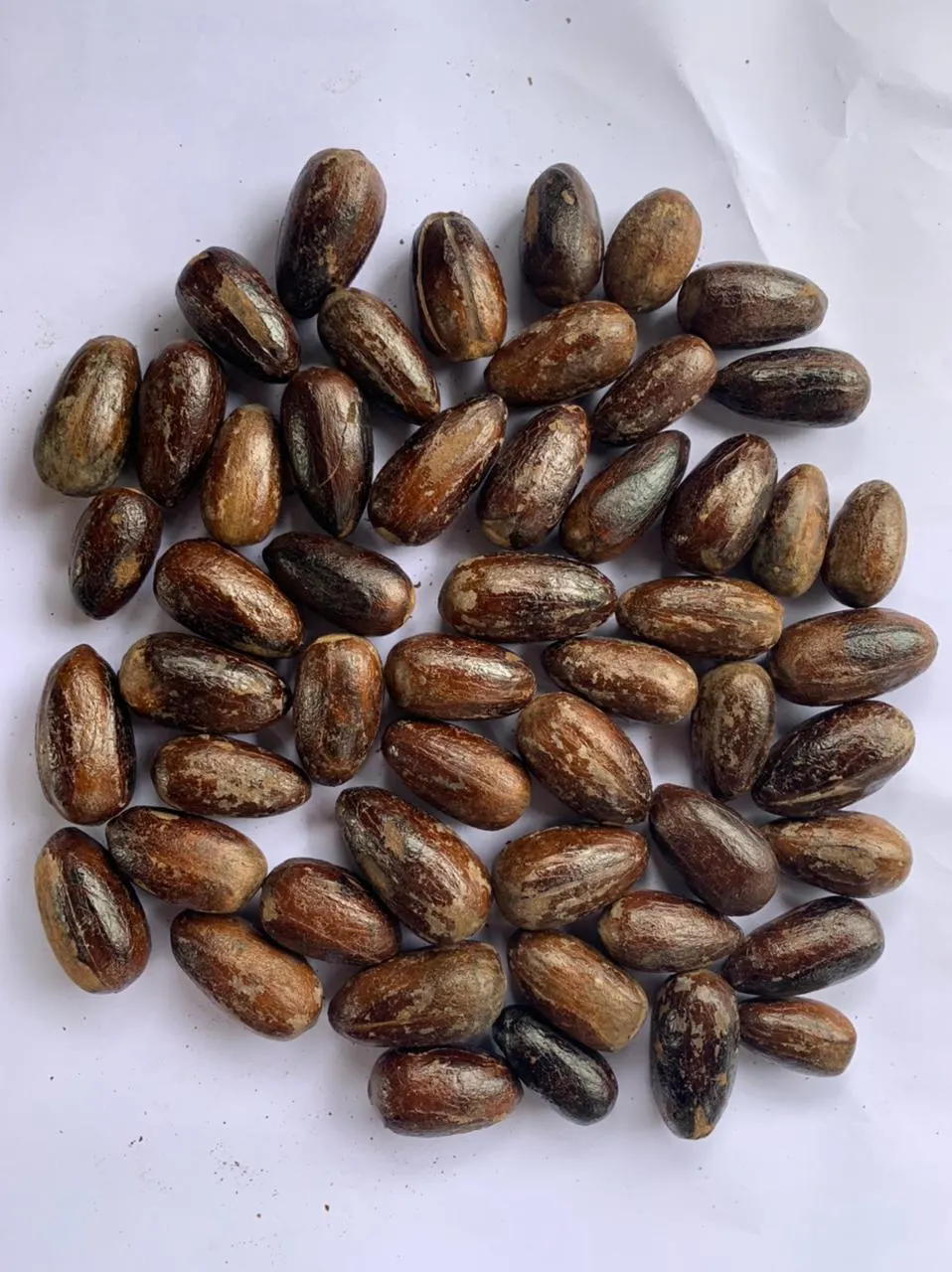 Long Nutmeg With Shell (4)