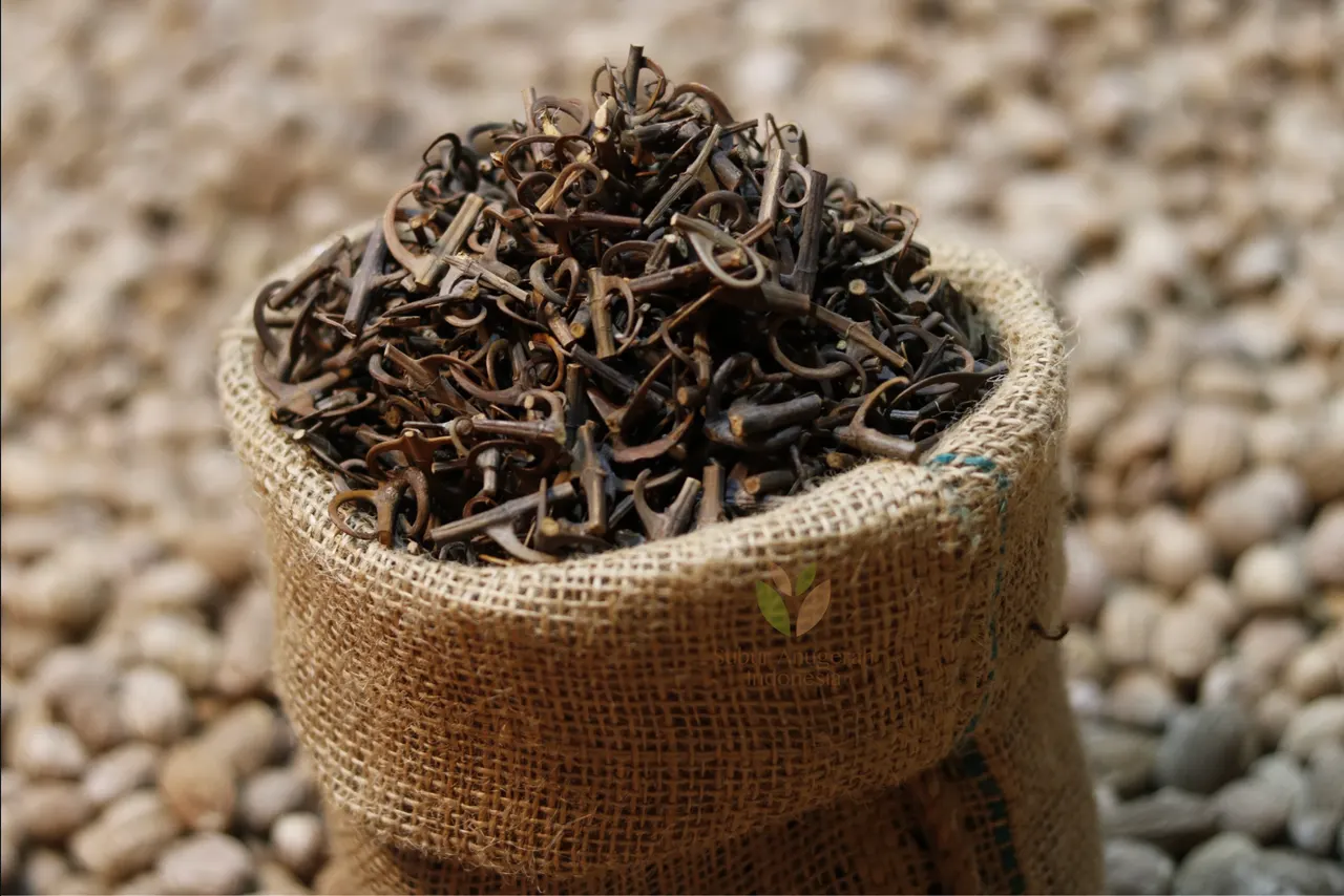 Akar Kait (Uncaria) (2)