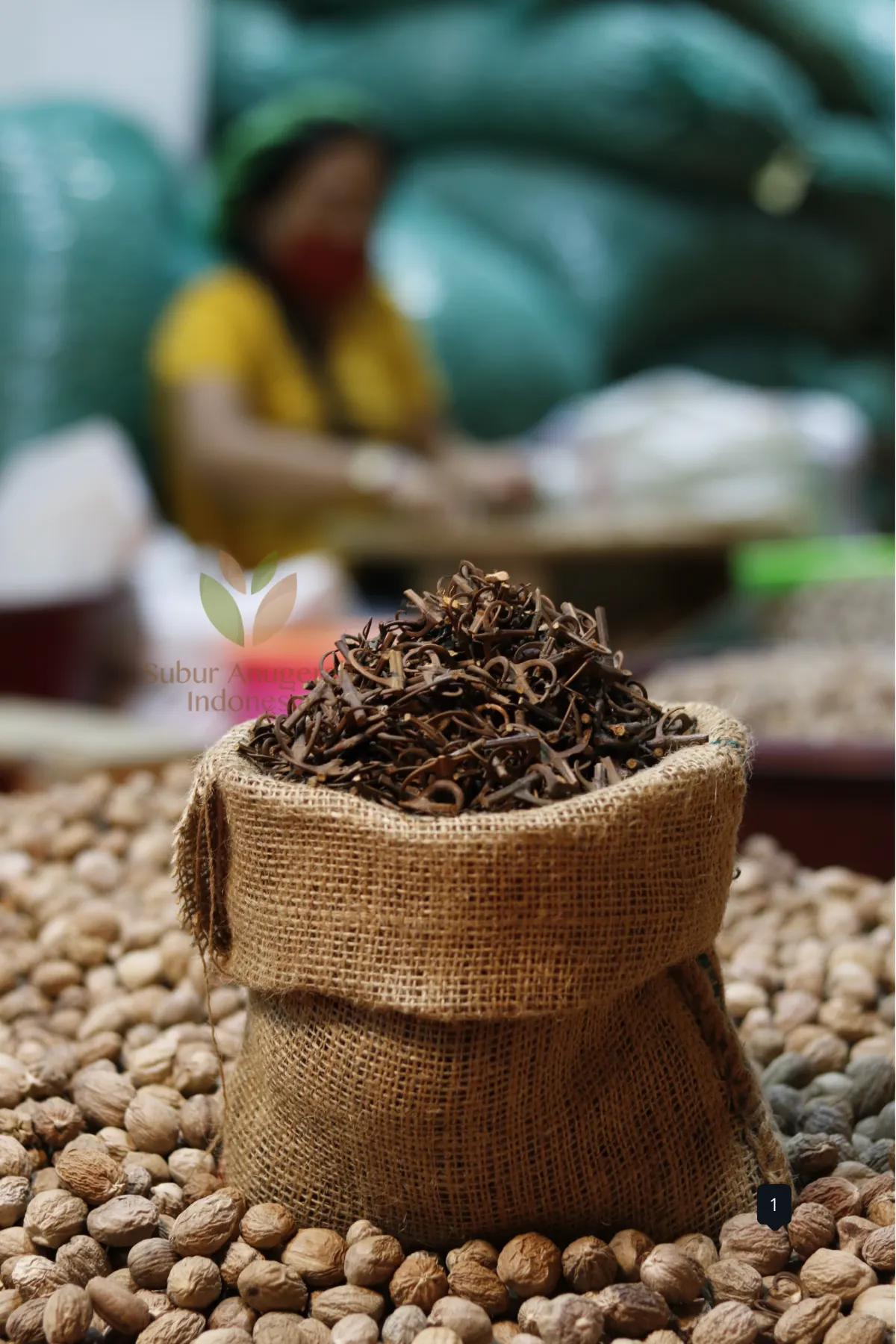 Hook Root (Uncaria)