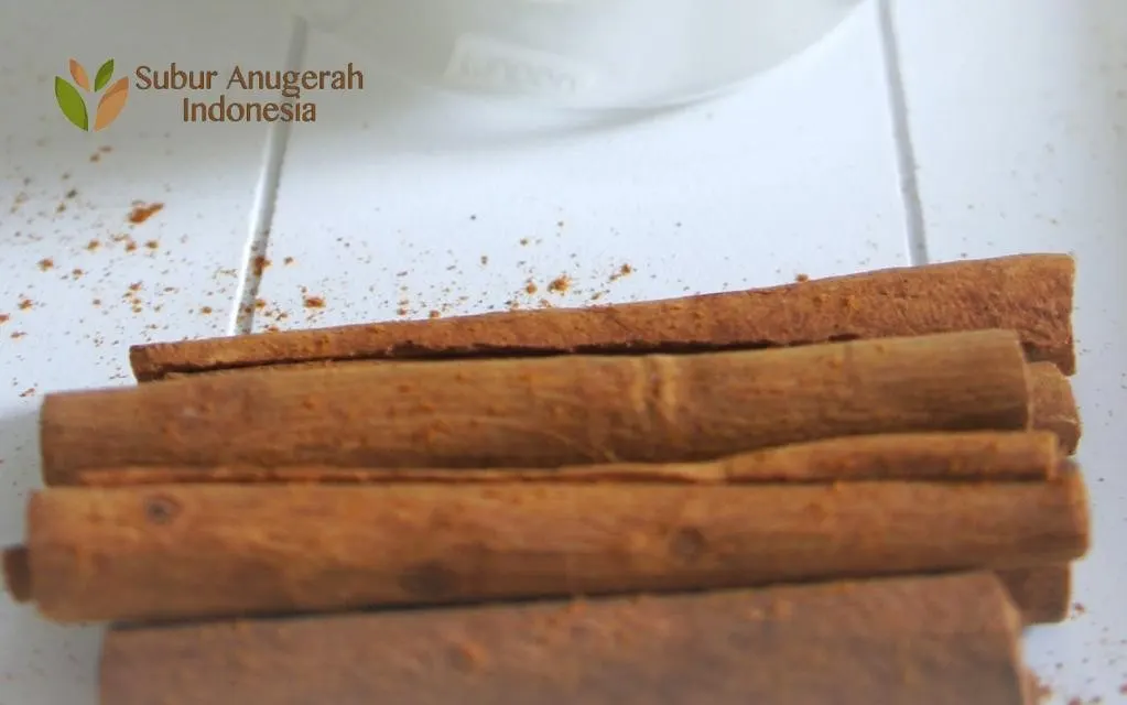 True Cinnamon Tree