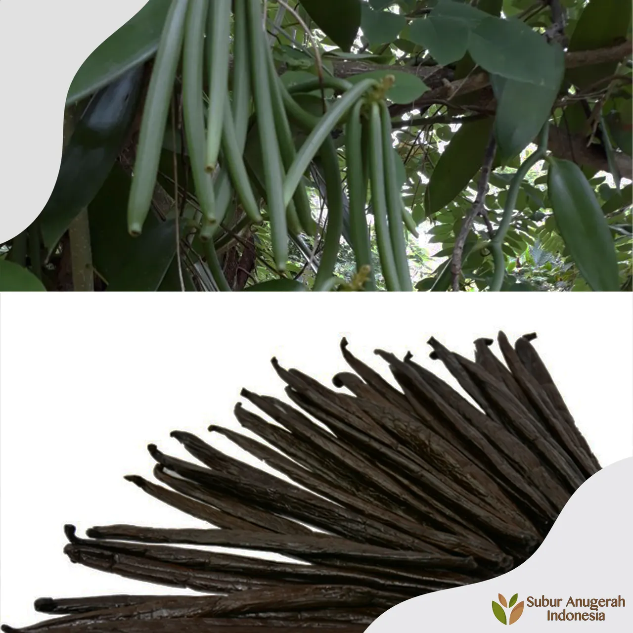 Vanilla (Tahitian & Planifolia)
