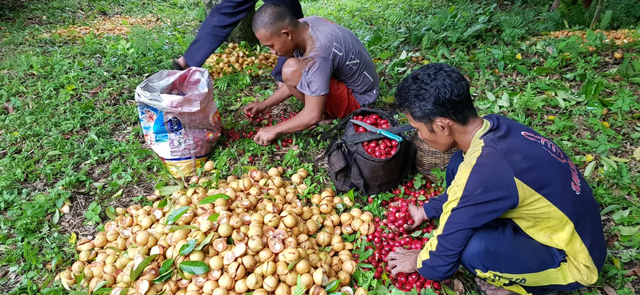 Nutmeg, mace and spices from Indonesia