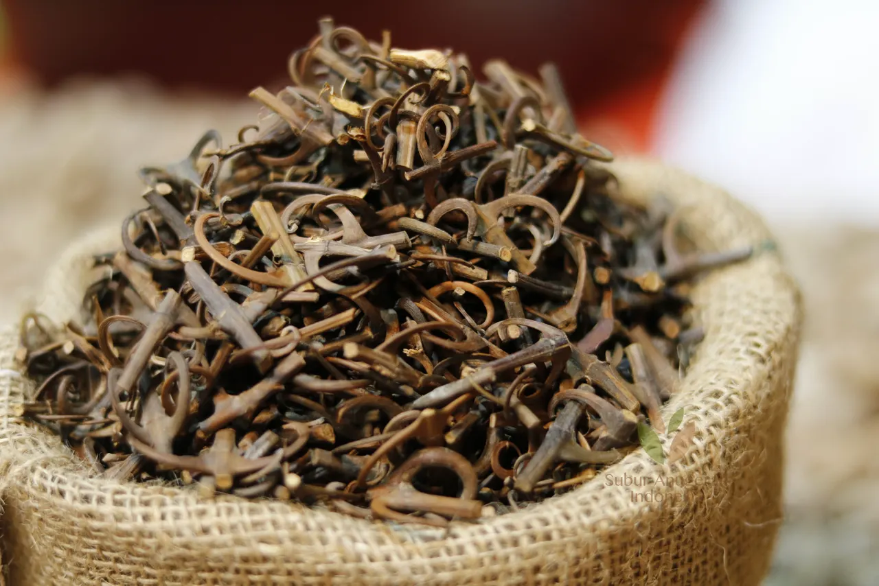 Akar Kait (Uncaria) (3)