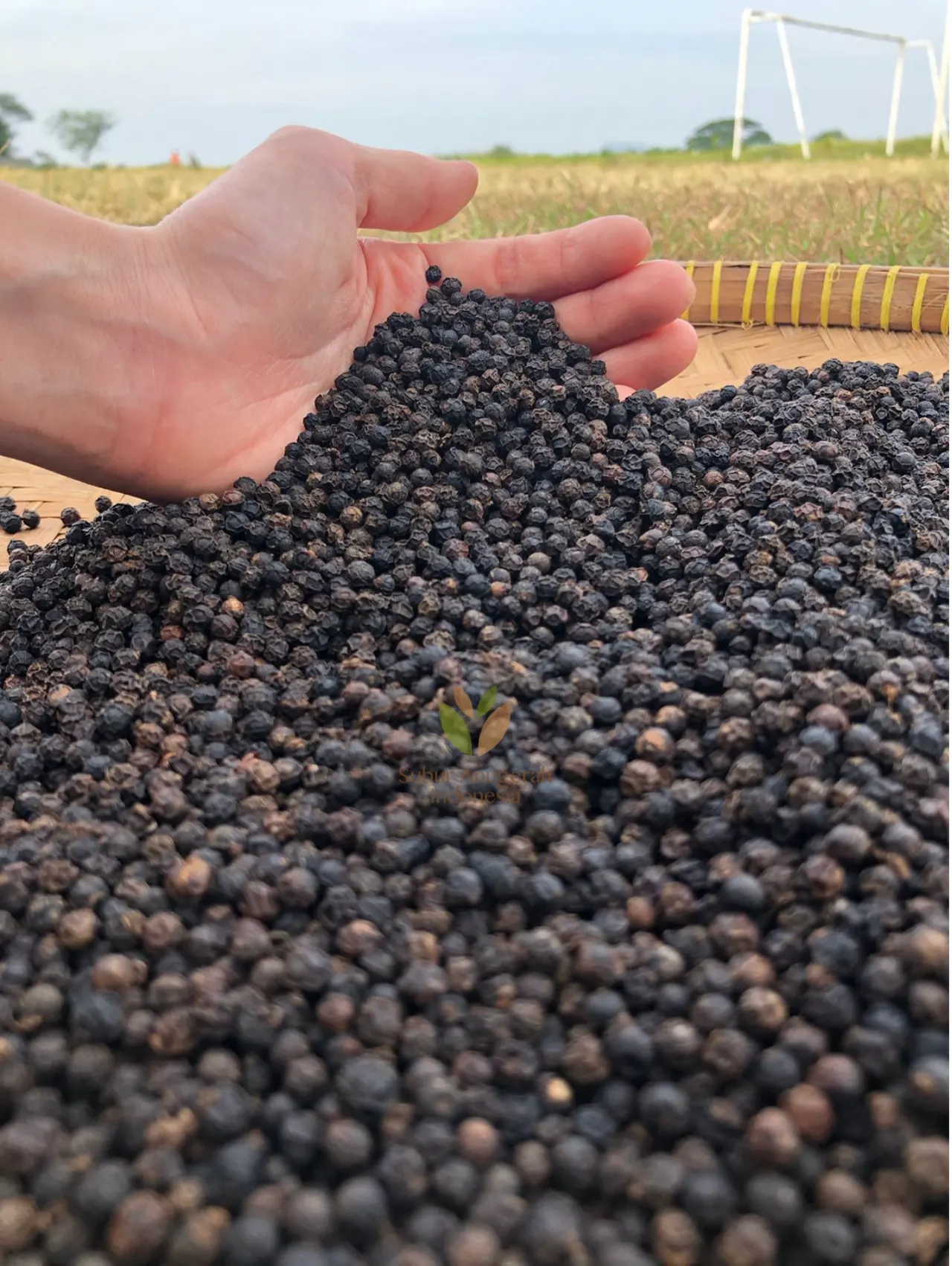Black Pepper (5)